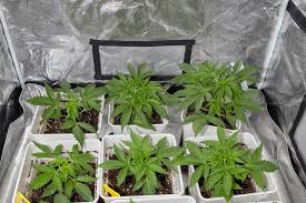 Understanding GG4 Autoflower The Ultimate Guide